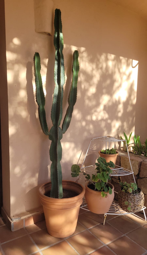 Rincón decorativo de Casa Naya Ibiza con cactus en maceta de barro y plantas suculentas sobre suelo de terracota.